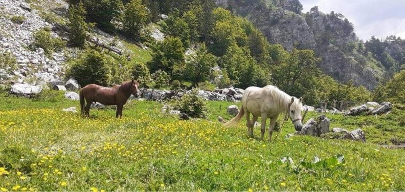 Guesthouse Skender Selimaj Βαλμπόνα Εξωτερικό φωτογραφία